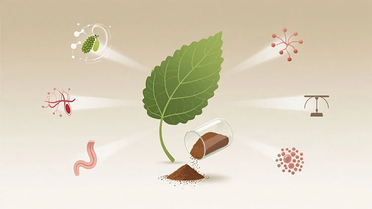 Mulberry-Leaves-Extract-benefits.jpg