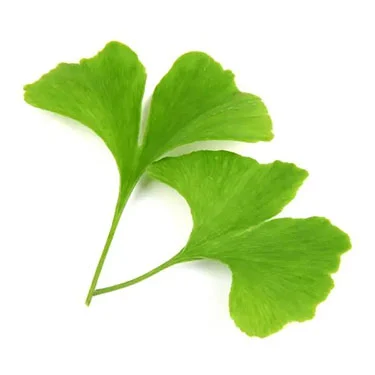 ginkgo leaves ginkgo leaves