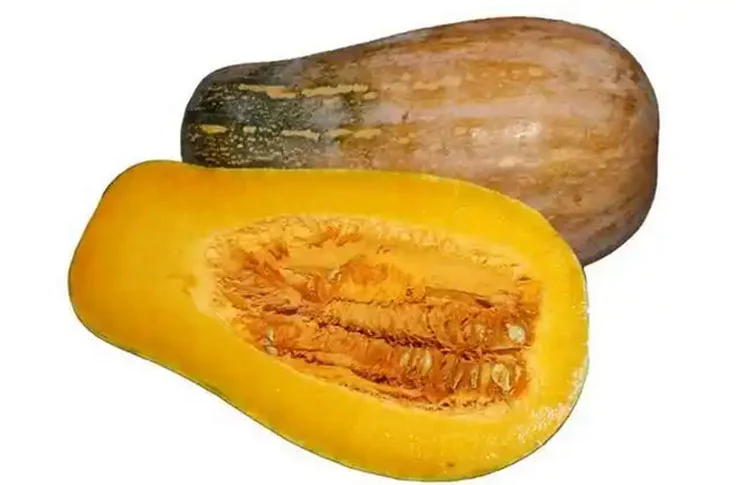pumpkin pumpkin