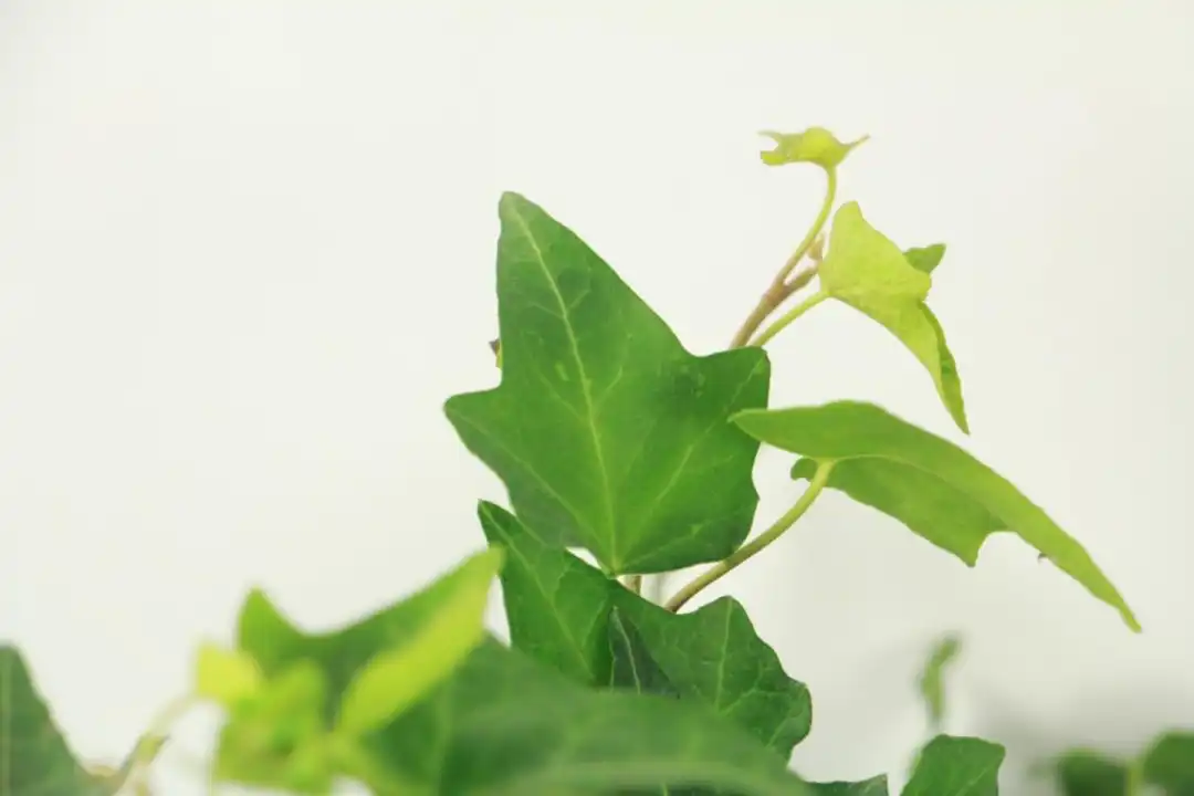 product-1080-720 product-1080-720