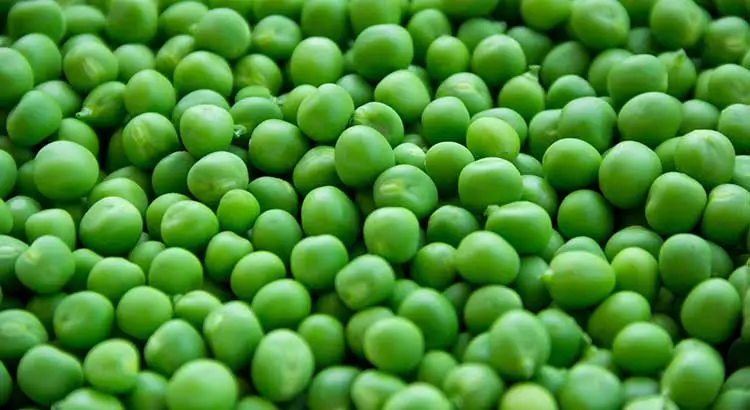 Pea