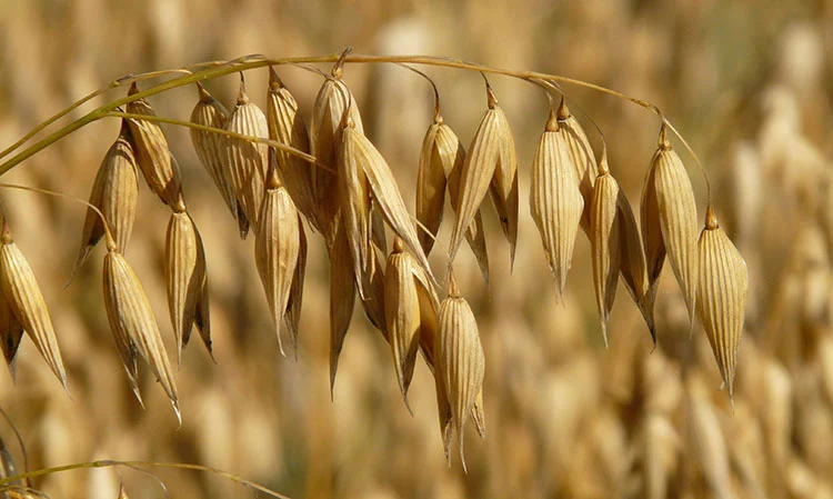 Oat