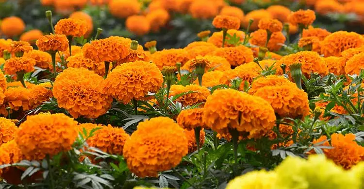 marigold