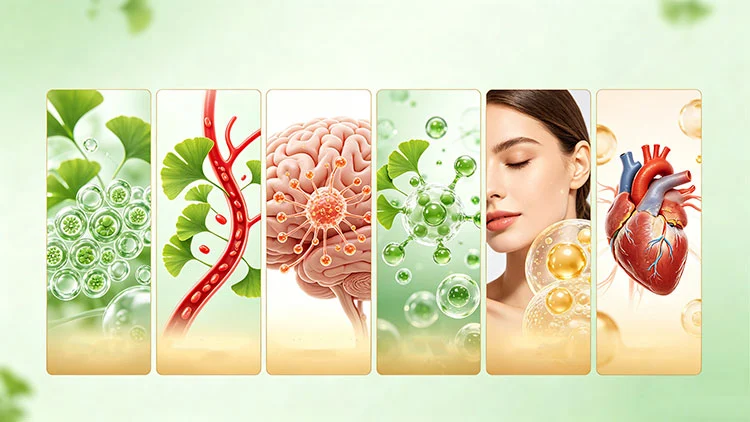 Ginkgo-Biloba-Leaf-Extract-Benefits