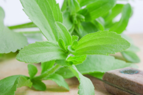 stevia.jpg